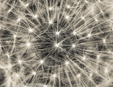 Dandelion I am experimenting with my new Macro lens, i managed to catch this one hand held, no tri pod!! quite chuffed with how it came out :) Common dandelion,Taraxacum officinale