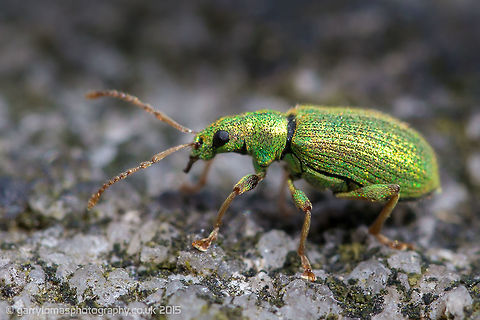 Green Leaf Weevil Just starting out with Macro photography after purchasing the new Venus 60mm f2.8 lens.  Very pleased with how this one came out considering it rarely stopped moving about the rock i placed it on. Geotagged,Phyllobius argentatus,Silver-green Leaf Weevil,Spring,United Kingdom