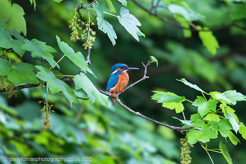 Kingfisher (male) This is the second time i have spotted the same Kingfisher in the same spot!  The first time, the light was really poor and as he was on the other side of a fairly wide river, i didn't get any decent captures.  Also got to watch him fish for a while.  Such beautiful birds and it is shame that here in the UK, they are under threat from Minks that raid their nests for their eggs and or chicks :( Alcedo atthis,Blue-breasted Kingfisher,Common Kingfisher,Geotagged,Halcyon malimbica,Spring,United Kingdom