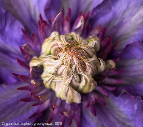 Clematis A Clematis we have had for many years and only ever has one flower on it...ready to open at day now. Anemone Clematis,Aristolochia clematitis,Clematis lanug,Clematis lanuginosa,Clematis montana,Clematis terniflora,Clematis vitalba,Geotagged,Spring,Sweet Autumn Virginsbower,United Kingdom