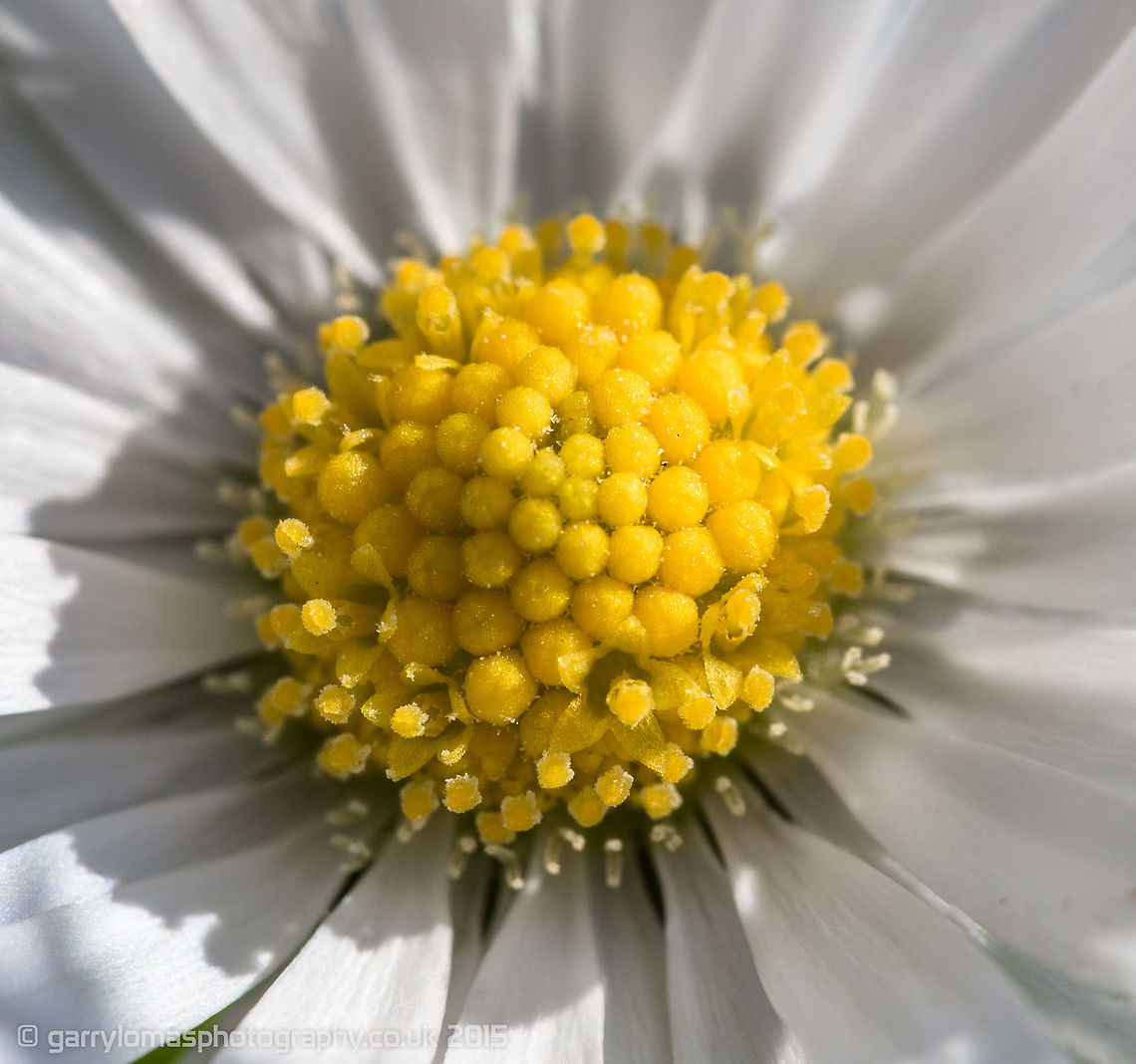 Common Daisy Good old Daisy :) Bellis perennis,Common daisy,Geotagged,Spring,United Kingdom