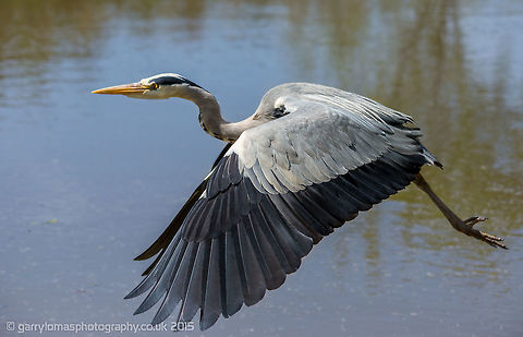Grey Heron  Ardea cinerea,Egretta novaehollandiae,Geotagged,Grey heron,Spring,United Kingdom,White-faced Heron