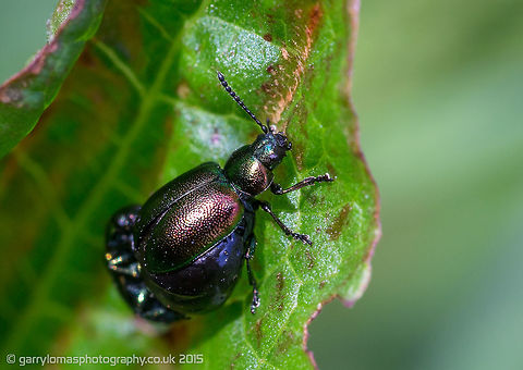 Green Dock Beetles  Gastrophysa viridula,Geotagged,Green Dock-Beetle (G. viridula),Spring,United Kingdom