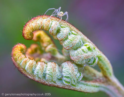 Fern and unknown spider As i took this image, the spider creeped in to the shot, perfect timing mr spider!   I couldn't find Fern on the identify species and i have no idea what the spider is.   Can anyone ID for me please? Geotagged,Spring,United Kingdom,fern