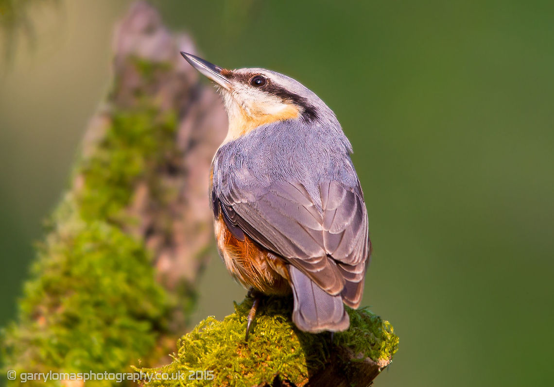 Nuthatch The beautiful Nuthatch.  One of my favourite little birds. Eurasian Nuthatch,Geotagged,Sitta europaea,Spring,United Kingdom,bird photography,nuthatch,passerine,wildlife