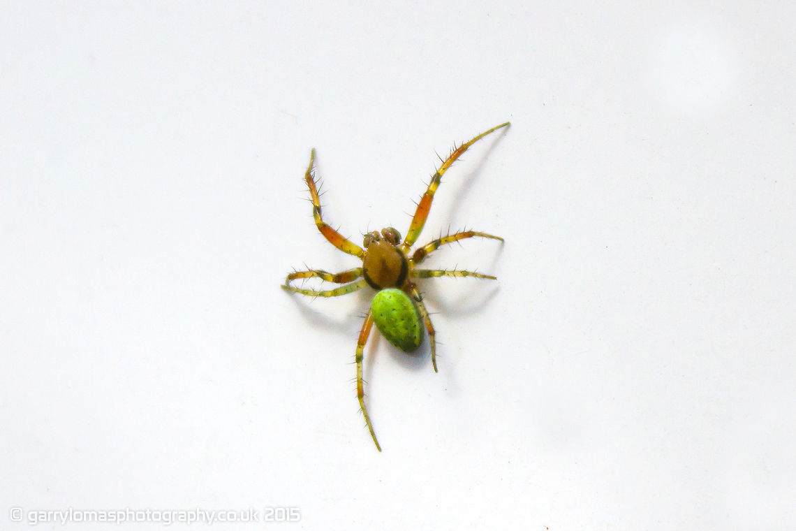 Cucumber Green Spider Araniella cucurbitina.  Identified by fchristant. Araniella cucurbitina,Cucumber green spider,Geotagged,Summer,United Kingdom