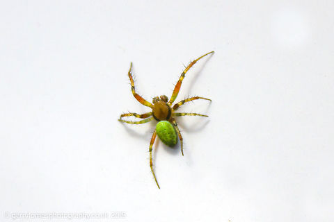 Cucumber Green Spider Araniella cucurbitina.  Identified by fchristant. Araniella cucurbitina,Cucumber green spider,Geotagged,Summer,United Kingdom