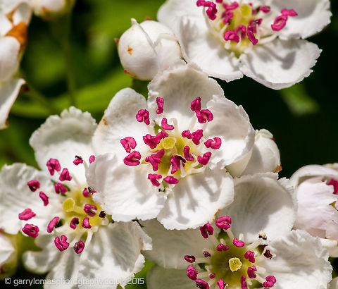 Hawthorn Blossom  Common hawthorn,Crataegus monogyna,Geotagged,Spring,United Kingdom