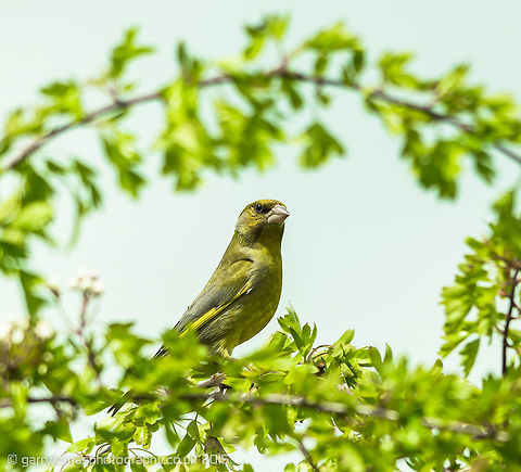 Greenfinch  Carduelis chloris,European Greenfinch,Geotagged,Spring,United Kingdom