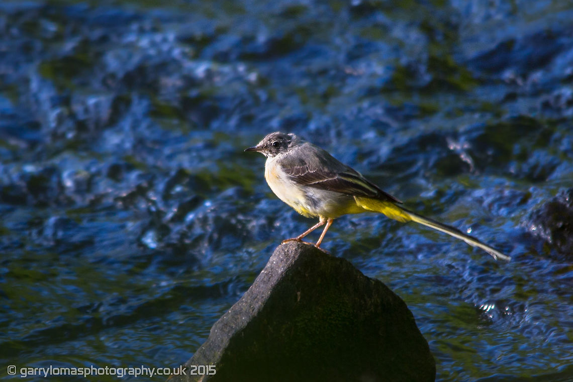 Grey Wagtail chick  Geotagged,Grey wagtail,Motacilla cinerea,Summer,United Kingdom