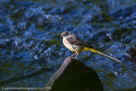 Grey Wagtail chick  Geotagged,Grey wagtail,Motacilla cinerea,Summer,United Kingdom