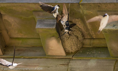 House Martins fighting over old nest from last season This was taken at Lyme Hall in Lyme Park, Disley, Cheshire.  Right under the eaves of this 14th century hall an old nest that had survived from last year and the House Martins were going crazy over it. Common House Martin,Delichon urbicum,Geotagged,Spring,United Kingdom,nesting