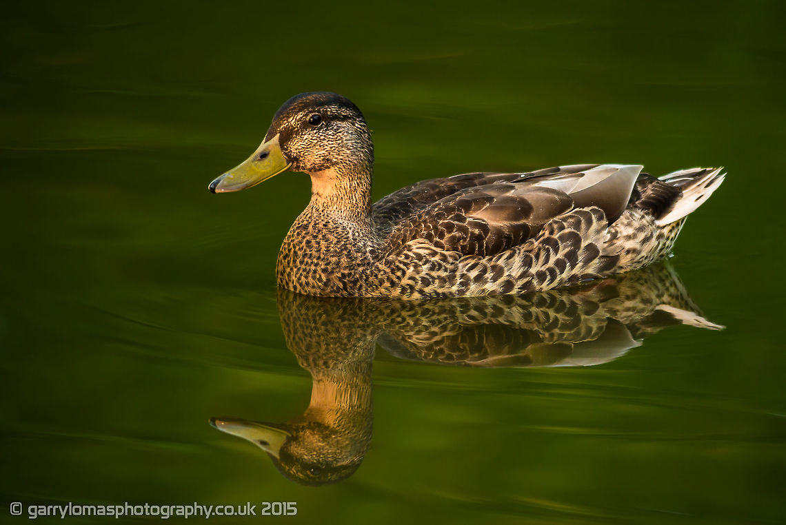Female Gargeney Perfect reflection ;) Anas querquedula,Garganey,Geotagged,Spatula querquedula,Summer,United Kingdom