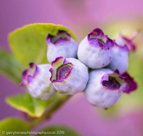 Blueberries  Geotagged,Lowbush Blueberry,Summer,United Kingdom,Vaccinium angustifolium
