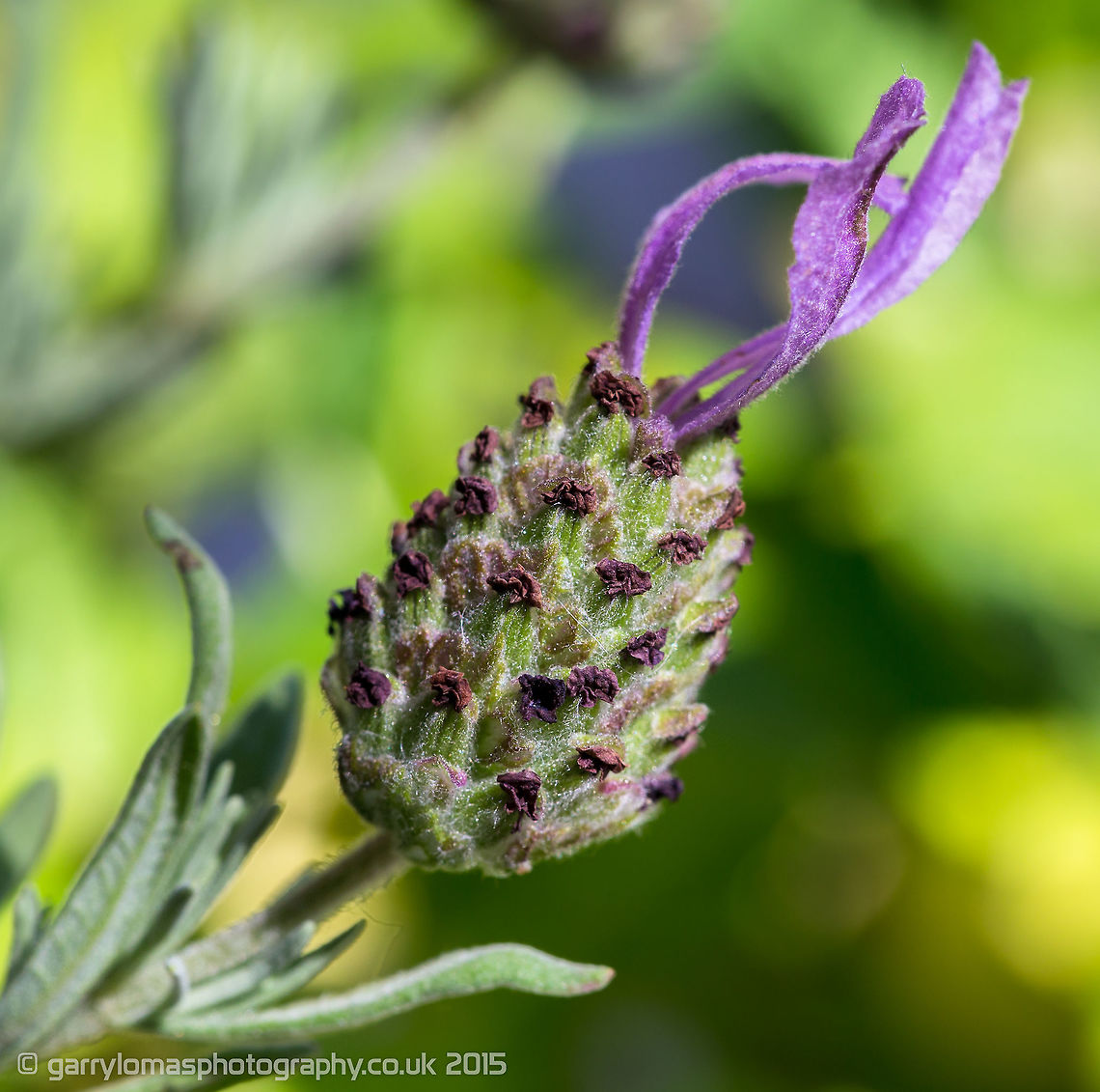 Lavender  Common lavender,Geotagged,Lavandula angustifolia,Summer,United Kingdom