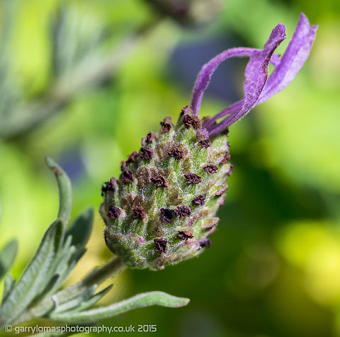 Lavender  Common lavender,Geotagged,Lavandula angustifolia,Summer,United Kingdom