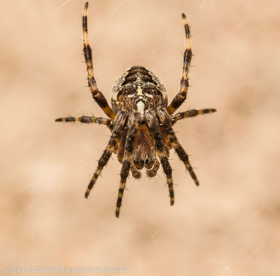 Garden Orb Spider (Araneus Diadematus)  Araneus diadematus,European garden spider,Geotagged,Summer,United Kingdom