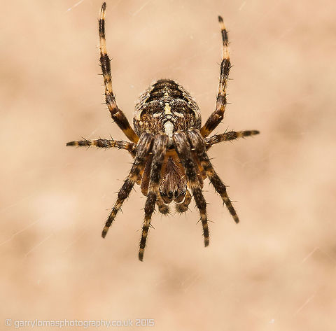 Garden Orb Spider (Araneus Diadematus)  Araneus diadematus,European garden spider,Geotagged,Summer,United Kingdom