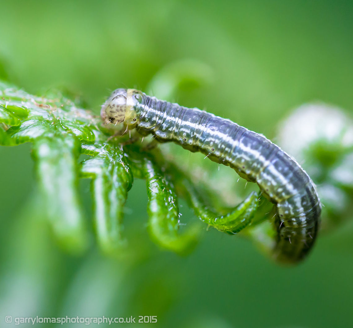 Winter moth Thanks for the id Wildflower Geotagged,Operophtera brumata,Spring,United Kingdom,Winter moth