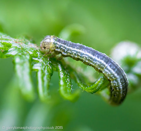 Winter moth Thanks for the id Wildflower Geotagged,Operophtera brumata,Spring,United Kingdom,Winter moth