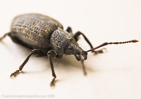 Black vine weevil  Black vine weevil,Geotagged,Otiorhynchus sulcatus,Summer,United Kingdom