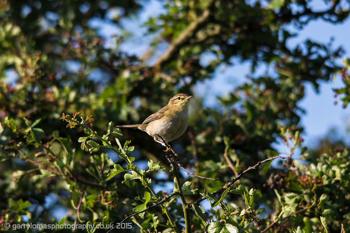 Willow Warbler  Geotagged,Phylloscopus trochilus,Summer,United Kingdom,willow warbler