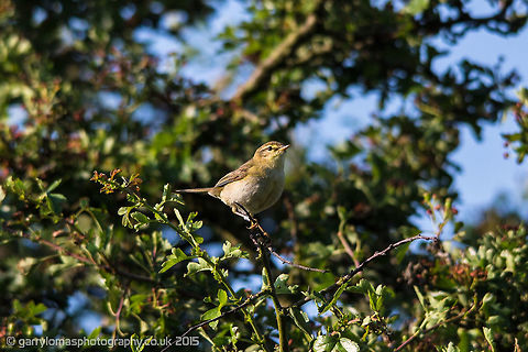 Willow Warbler  Geotagged,Phylloscopus trochilus,Summer,United Kingdom,willow warbler