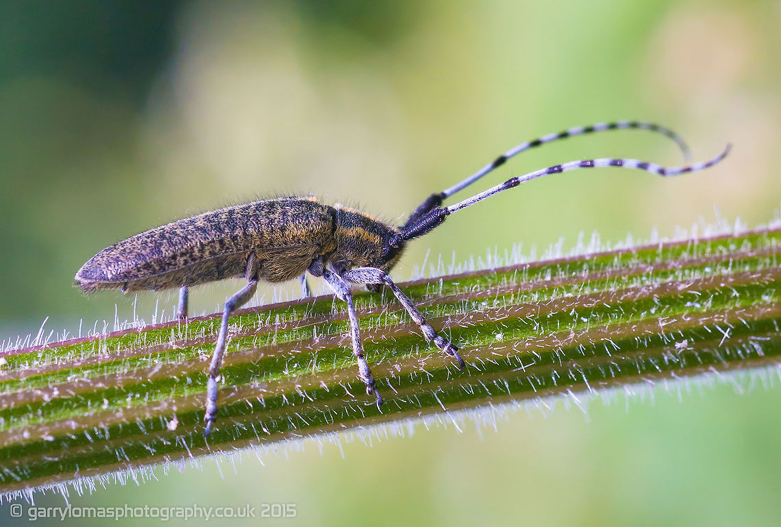 Agapanthia villosoviridescens Many thanks to Wild Flower for the identification :) Agapanthia villosoviridescens,Geotagged,Summer,United Kingdom