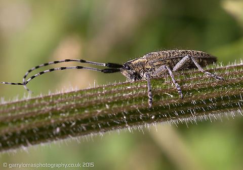 Agapanthia villosoviridescens No.2 I think this is actually a better shot than my initial upload.  I was just a bit giddy about getting it up on here and took so many shots of it.  Now I've had time to process them all, i think this is a better shot. Be interested to hear your thoughts? Agapanthia villosoviridescens,Geotagged,Summer,United Kingdom
