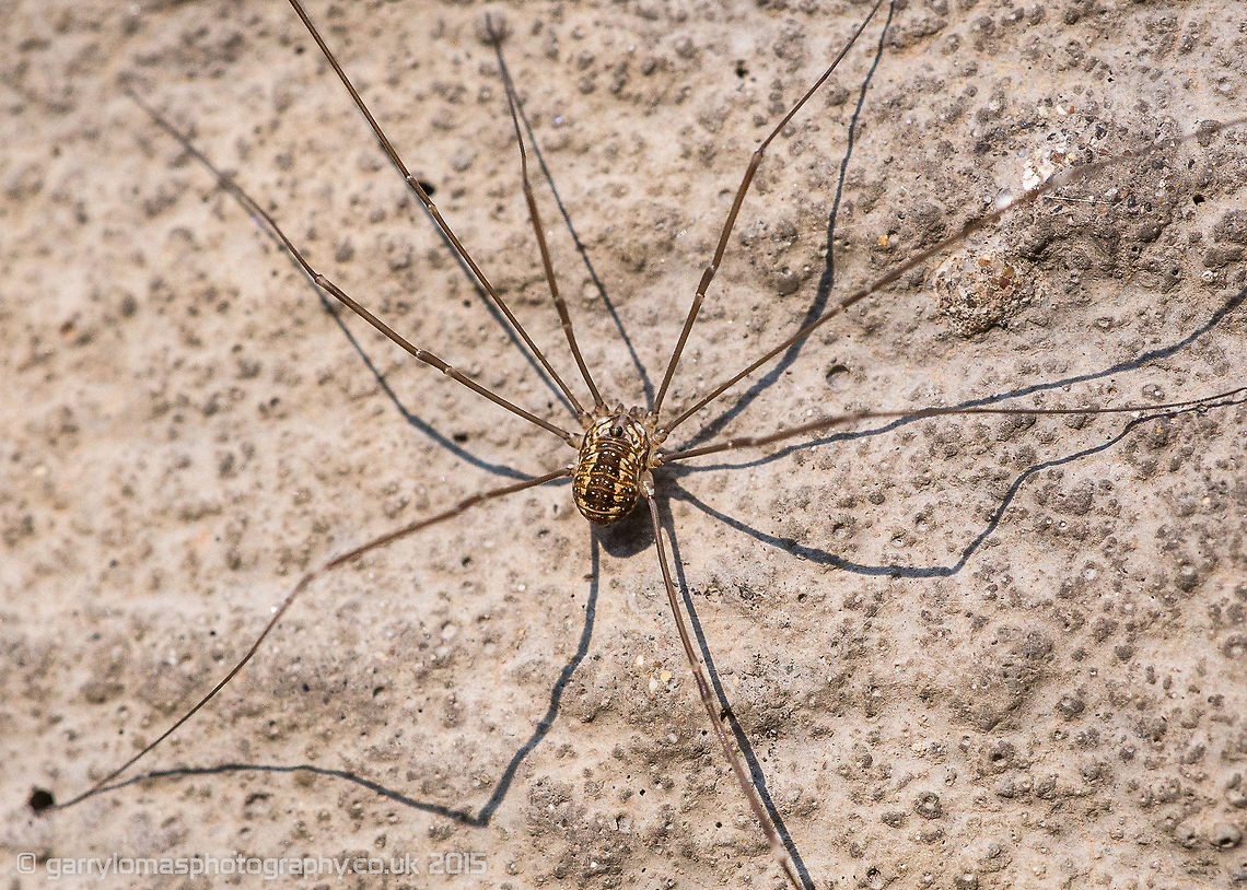 Daddy long legs Subadult of species Leiobunum rotundum Daddy longlegs,Geotagged,Leiobunum,Leiobunum rotundum,Opiliones,Sclerosomatidae,Summer,United Kingdom,subadult