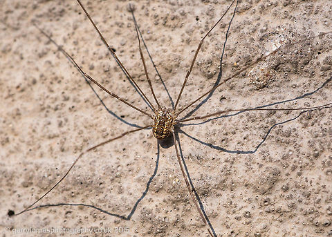 Daddy long legs Subadult of species Leiobunum rotundum Daddy longlegs,Geotagged,Leiobunum,Leiobunum rotundum,Opiliones,Sclerosomatidae,Summer,United Kingdom,subadult