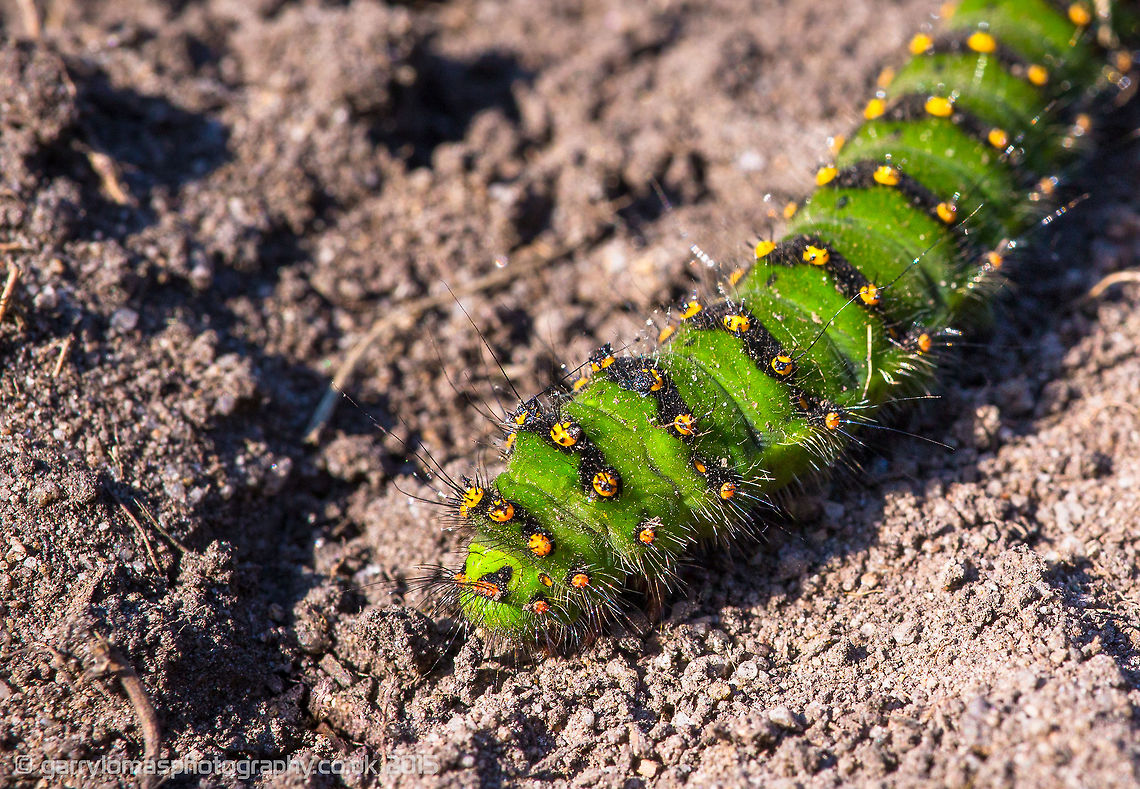 Emperor Moth Caterpillar (Saturnia pavonia)  Geotagged,Saturnia pavonia,Small Emperor Moth,Summer,United Kingdom