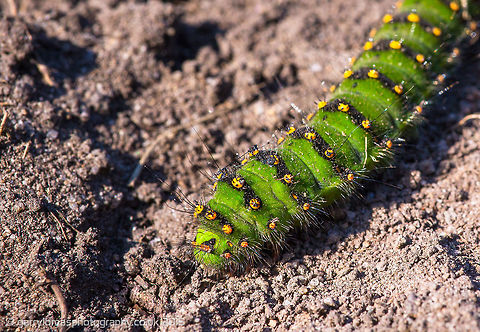 Emperor Moth Caterpillar (Saturnia pavonia)  Geotagged,Saturnia pavonia,Small Emperor Moth,Summer,United Kingdom