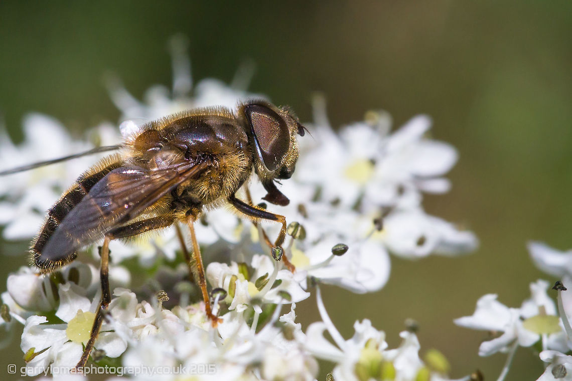 Drone Fly  Drone fly,Eristalis Arbustorum,Eristalis arbustorum,Eristalis horticola,Eristalis interruptus,Eristalis intricarius,Eristalis pertinax,Geotagged,Melangyna viridiceps,Summer,United Kingdom