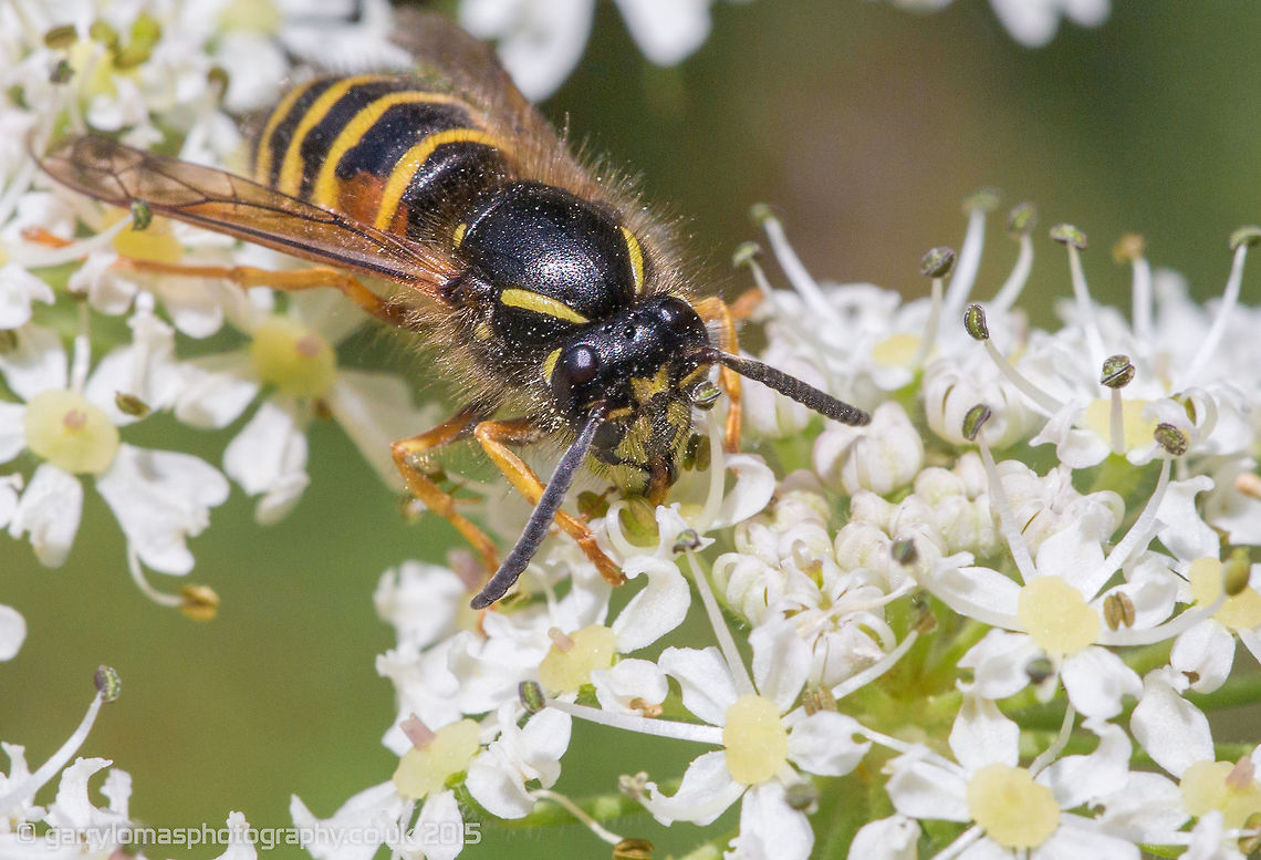 Common Wasp  Common wasp,Geotagged,Summer,United Kingdom,Vespula vulgaris