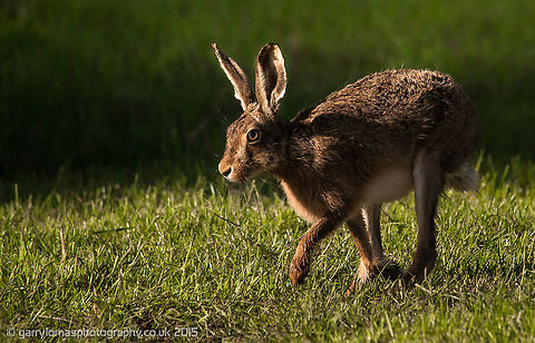 European hare  European hare,Lepus europaeus