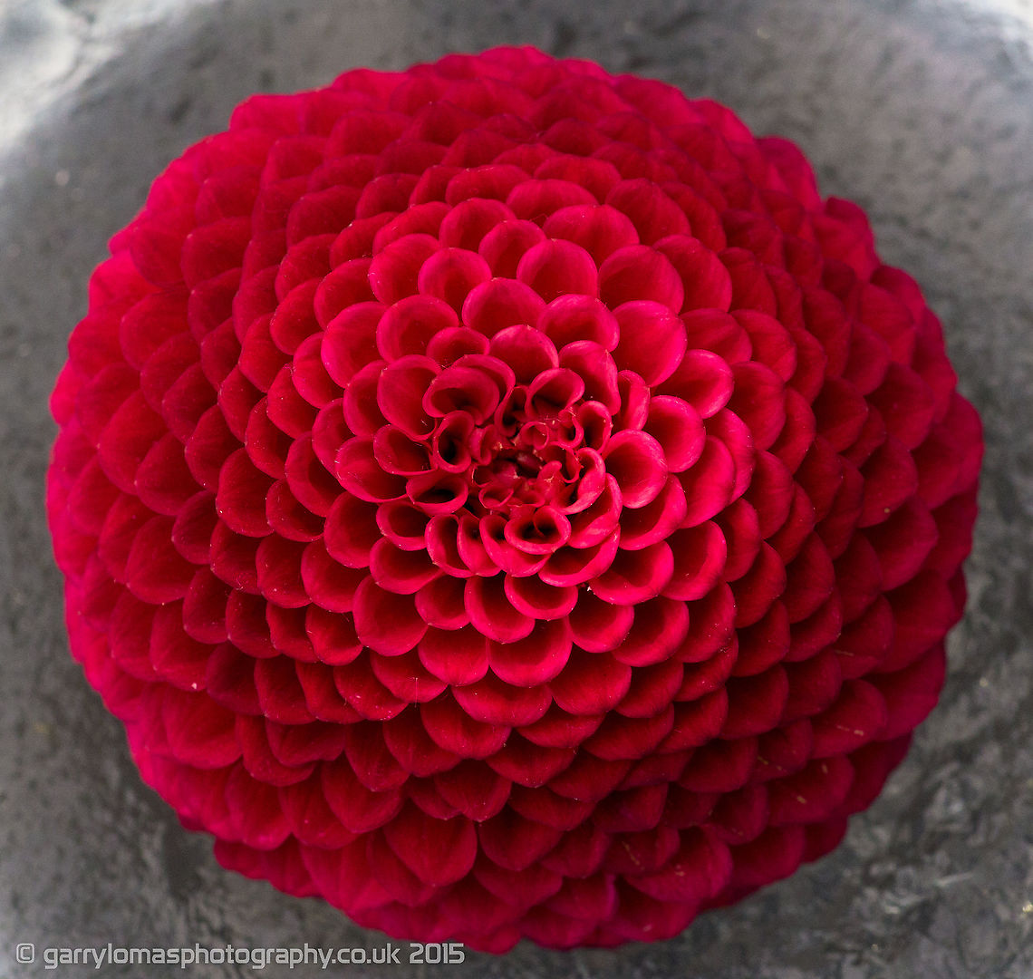 Pompon Dahlia Couldn't ID this on the species...is there another name for them? Dahlia x hortensis Guillaumin,Geotagged,Pompon Dahlia,Summer,United Kingdom