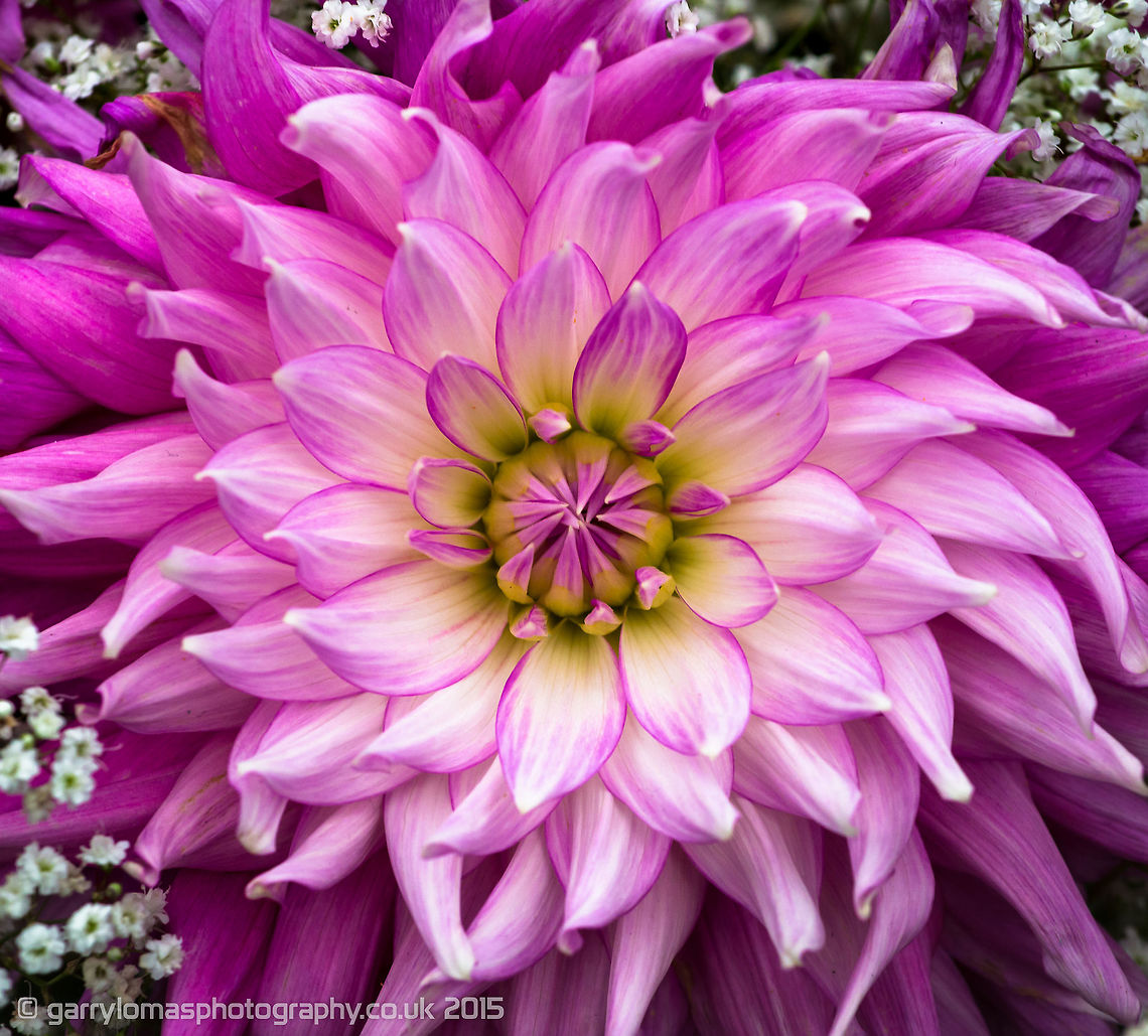The Dahlia x hortensis Guillaumin Thanks to Wildflower for the ID. Dahlia x hortensis Guillaumin,Geotagged,Summer,United Kingdom