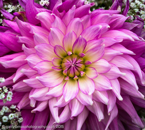 The Dahlia x hortensis Guillaumin Thanks to Wildflower for the ID. Dahlia x hortensis Guillaumin,Geotagged,Summer,United Kingdom