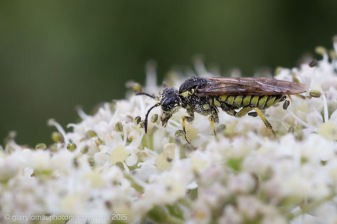 Sawfly Thanks to Stuart for the ID ;) Geotagged,Summer,Tenthredo arcuata,United Kingdom
