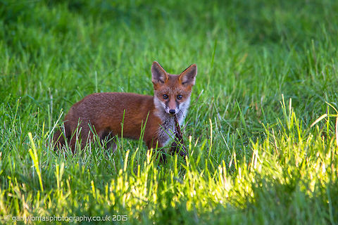 Red Fox Pretty sure this beauty was a vixen due to its size...no idea what she had in her mouth Geotagged,Red Fox,Spring,United Kingdom,Vulpes vulpes