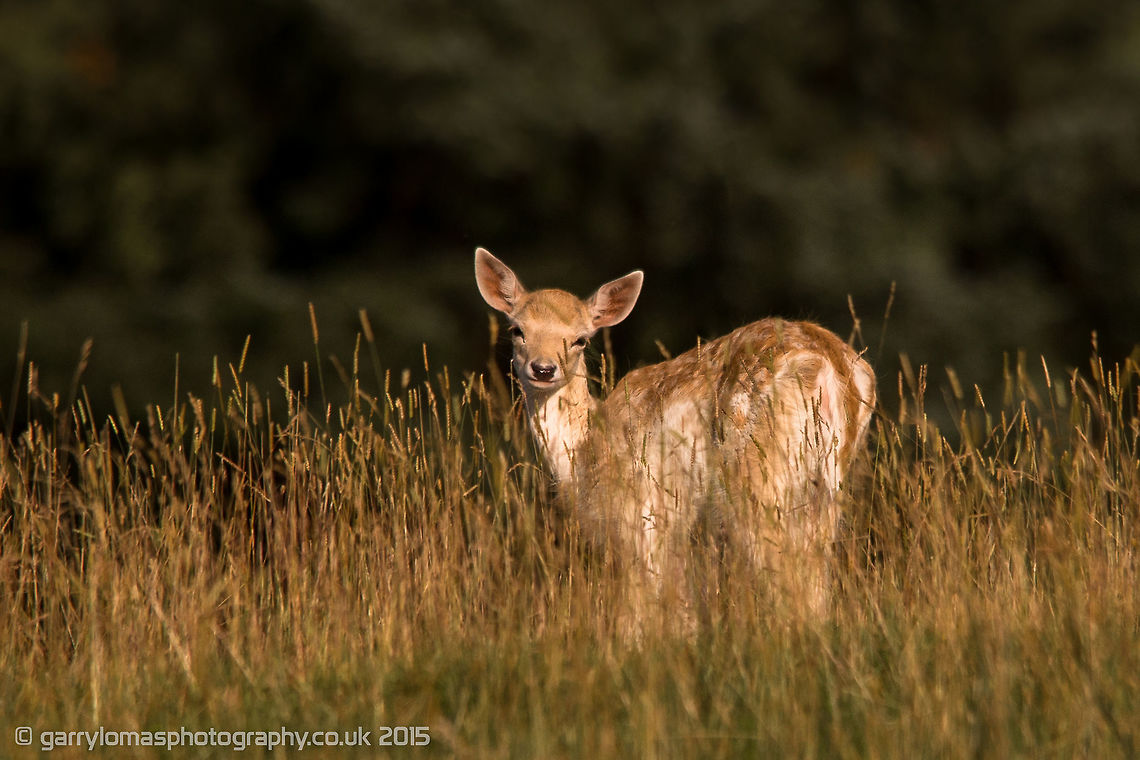 Fallow deer fawn  Dama dama,Fallow Deer,Geotagged,Summer,United Kingdom