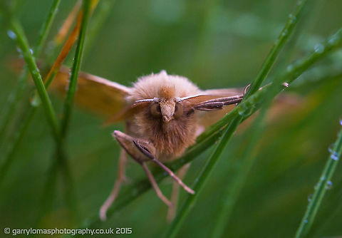 Scalloped Oak Moth Thanks to Ant Marriot Crocallis elinguaria,Geotagged,Moth,Scalloped oak,Summer,United Kingdom