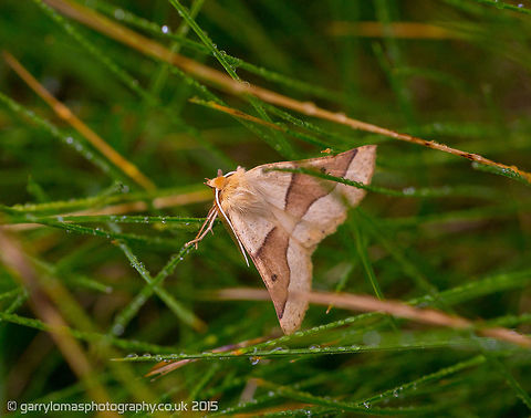 Scalloped Oak Moth Also posted a macro pic looking in to the moths face Crocallis elinguaria,Geotagged,Moth,Scalloped oak,Summer,United Kingdom