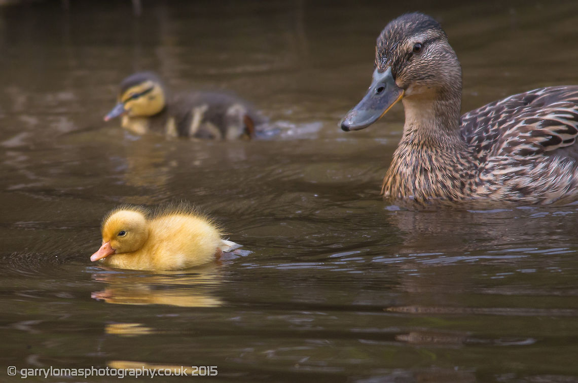 golden mallard duckling  Anas platyrhynchos,Geotagged,Mallard,Summer,United Kingdom