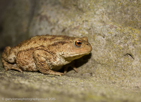 Common Toad  Bufo bufo,Common toad,Geotagged,Summer,United Kingdom