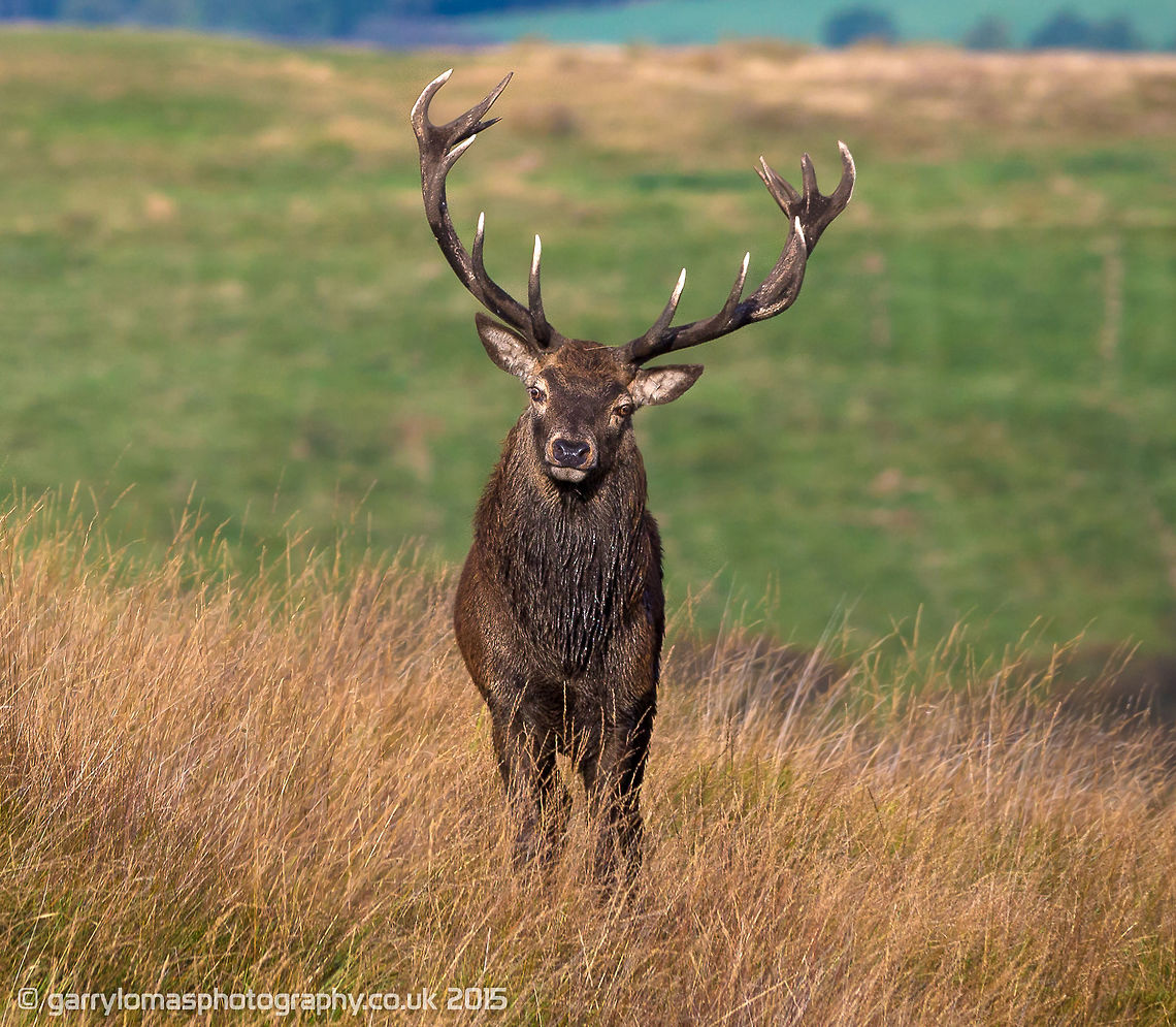 Red deer stag And a handsome one at that.  Look at those perfect antlers.  You can&#039;t beat looking down the lens straight in to the eyes of a beautiful animal such as a red deer :) Cervus elaphus,Fall,Geotagged,Red deer,United Kingdom,stag