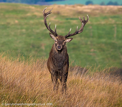 Red deer stag And a handsome one at that.  Look at those perfect antlers.  You can't beat looking down the lens straight in to the eyes of a beautiful animal such as a red deer :) Cervus elaphus,Fall,Geotagged,Red deer,United Kingdom,stag