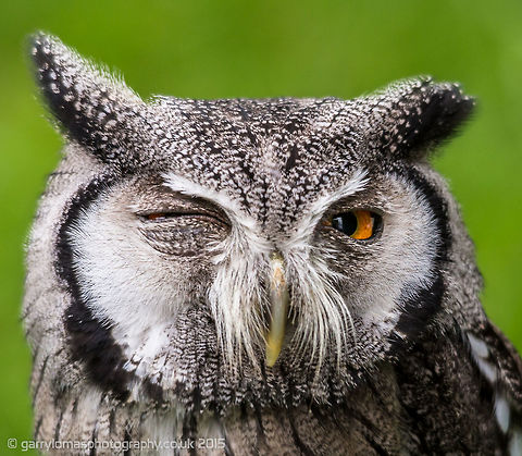 Scops owl ;) European scops owl,Geotagged,Otus scops,Summer,United Kingdom
