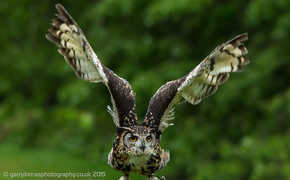 European Eagle Owl  Bubo bubo,Eurasian eagle-owl,Geotagged,Summer,United Kingdom